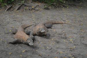 Komodo dragon, varanus komodensis, sur le plage, Komodo île, Indonésie sud-est Asie grand Masculin géant lézard à le animal observation placer. Komodo lézard typique de Indonésie photo