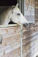 portrait d'un cheval blanc avec sa tête hors de la boîte photo