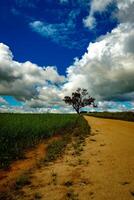 solitaire sentinelle sur le horizon photo