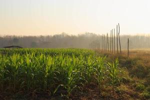 beau matin le champ de maïs photo