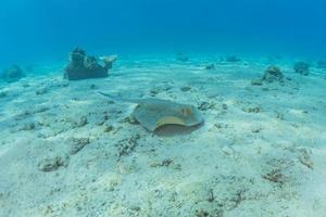 Stingray à points bleus sur les fonds marins de la mer rouge photo