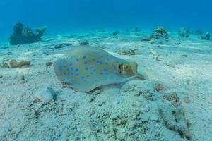 Stingray à points bleus sur les fonds marins de la mer rouge photo