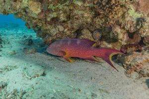 les poissons nagent dans la mer rouge, poissons colorés, eilat israël photo