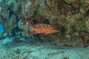 les poissons nagent dans la mer rouge, poissons colorés, eilat israël photo