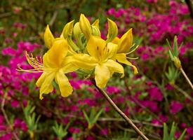 Jaune azalée resp.rhododendron jaune, inférieur Rhin région, allemagne photo