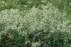 champ eryngo --éryngium campestre-- dans Rhénanie, Allemagne photo