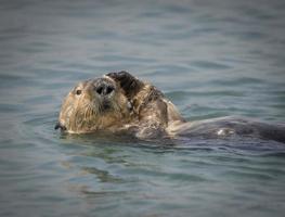 loutre de mer, elkhorn slough photo