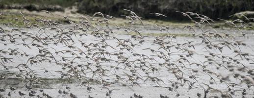 troupeau de bécasseaux occidentaux, elkhorn slough photo