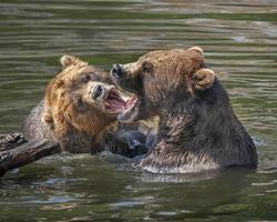 forteresse de l'ours, sitka, alaska photo