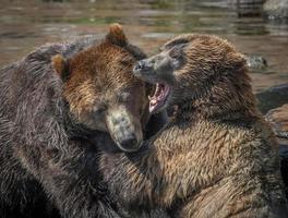 Forteresse du centre de sauvetage des ours, Sitka, Alaska photo