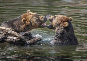 Forteresse du centre de sauvetage des ours, Sitka, Alaska photo