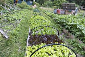 potager de l'alaska photo