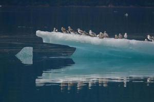 goélands sur iceberg, bras endicott, alaska photo