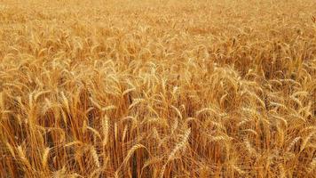 blé d'or dans la photographie de la nature sur le terrain photo