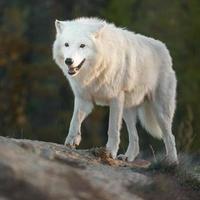 portrait de loup arctique photo