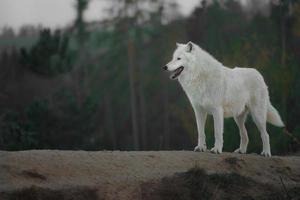 portrait de loup arctique photo