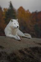 portrait de loup arctique
