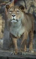 lion d'afrique du nord photo