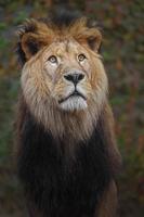 lion d'afrique du nord photo