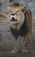 lion d'afrique du nord photo