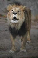lion d'afrique du nord photo