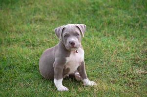 chiot assis sur l'herbe, chien chiot bully américain, animal de compagnie drôle et mignon photo