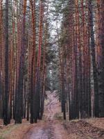 chemin de terre dans la forêt de pins. photo