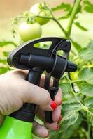 vaporiser les légumes et les plantes du jardin avec des pesticides pour se protéger contre les maladies et les ravageurs avec un pulvérisateur à main photo