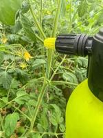 traitement des pesticides des feuilles de tomate contre les maladies. photo