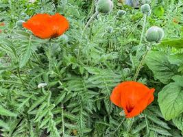 fond floral. coquelicot décoratif rouge poussant dans le jardin photo