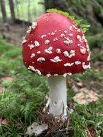 Amanita muscaria champignon forestier non comestible poussant sur le sol photo