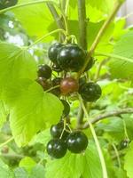 baies de cassis mûres sucrées noires sur la branche de brousse. photo d'atelier.