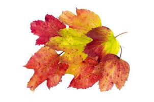 feuilles d'automne de viburnum de couleur rouge-jaune. studio photo