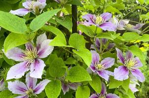 fleurs de clématite de jardin sur buisson vert. photo d'atelier.