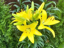 belles fleurs lumineuses d'hémérocalle poussant dans le jardin. photo d'atelier.