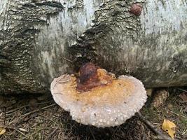 Champignons parasites phelinus igniarius poussant sur les arbres en forêt photo