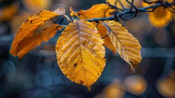 l'automne feuillage dans Jaune et or teintes photo