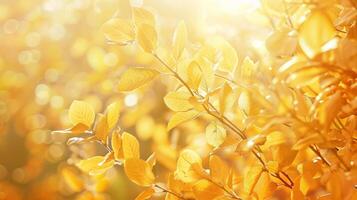 l'automne feuillage dans Jaune et or teintes photo