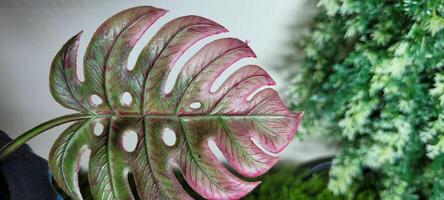 tropical plante avec vert feuilles photo