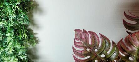 tropical plante avec vert feuilles photo