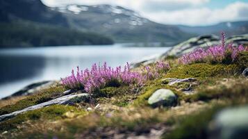 norvégien fjord. Roche avec bruyère ou lavande sur Montagne Contexte et le mer. l'eau et Naturel Contexte. photo