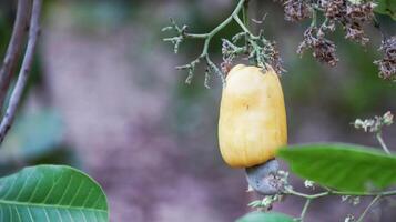 défectueux anacardier écrou des fruits avec cicatrices et Des marques lequel étaient causé par maladie et manquer de de engrais et l'eau photo