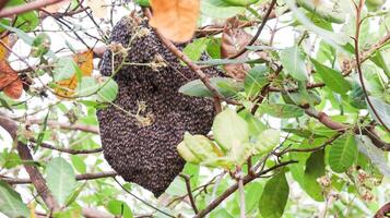 apis flore recueillir sur une arbre en essayant à faire leur ruche photo