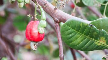 défectueux anacardier écrou des fruits avec cicatrices et Des marques lequel étaient causé par maladie et manquer de de engrais et l'eau photo