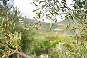détail de olive arbre avec vert Olives photo
