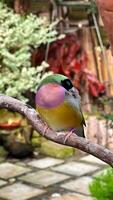vibrant gouldien bouvreuil perché sur une arbre bifurquer, affichage ses étourdissant multicolore plumage contre une flou Naturel Contexte photo