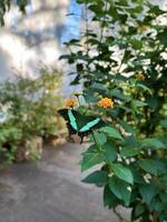 une étourdissant fermer de une à motifs papillon séance gracieusement sur vibrant fleurs, mettant en valeur le complexe aile détails et Naturel beauté. photo