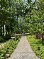 une serein sentier entouré par luxuriant verdure et tropical flore en dessous de une clair ciel, parfait pour calme et la nature thèmes photo