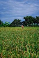 riz agriculture des champs cette sont départ à tour Jaune contre le Contexte de une clair ciel avec vide photocopie espace. photo