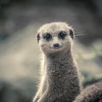 suricate à la recherche dans le caméra photo